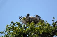 Wood Stork Nesting Free Stock Photo - Public Domain Pictures