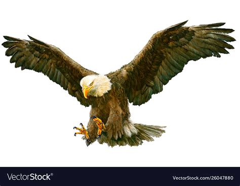 Bald eagle attack swoop on white Royalty Free Vector Image