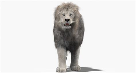 Lion White Fur Mane 3d Model