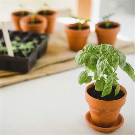 Growing Basil Plants: How to Plant, Care for & Harvest Basil | Fiskars | Basil plant, Indoor ...