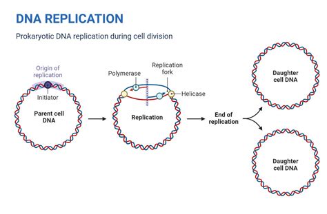 Semiconservative DNA Replication in Prokaryotes and Eukaryotes