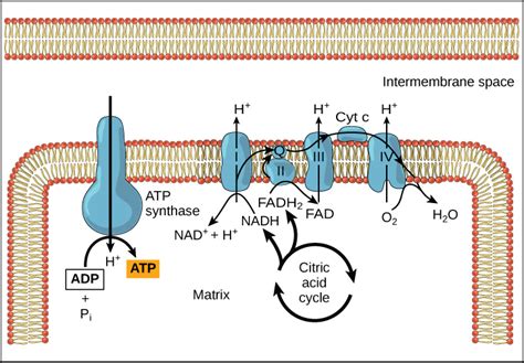 Electron Transport Chain — Summary & Diagrams - Expii