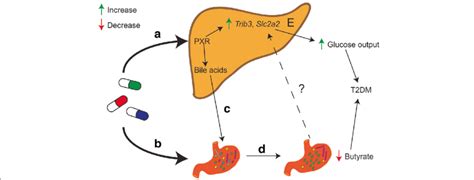 A PXR-dependent mechanism underlies the observed statin-associated ...