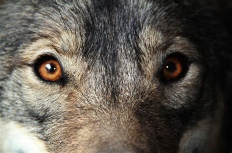 Golden Eyes stock photo. Image of wolf, canis, fuzzy - 14221492