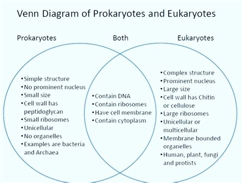 Prokaryotic Cells Vs Eukaryotic Cells - AlondraewaMercado