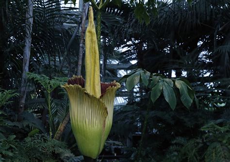 Foul-smelling ‘corpse flower’ blooms at Indiana University | 95.3 MNC