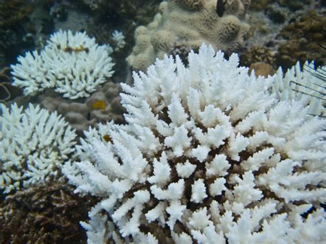 All You Need to Know About Coral Bleaching - American Oceans