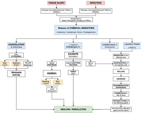 Ontsteking - Inflammation - abcdef.wiki