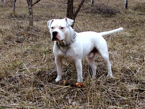 about the white 'staff: ...a serious amstaff