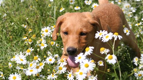 Red Fox Lab Breed Traits and Characteristics