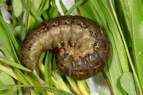 Night feeders: armyworm and cutworm – Cesar Australia