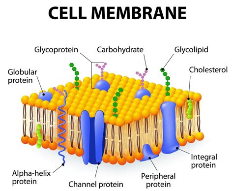 Channel Protein In Cell Membrane