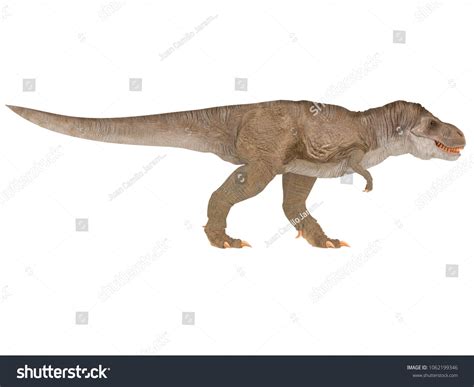 Tyrannosaurus Rex Trex Different Point View Stock Illustration ...