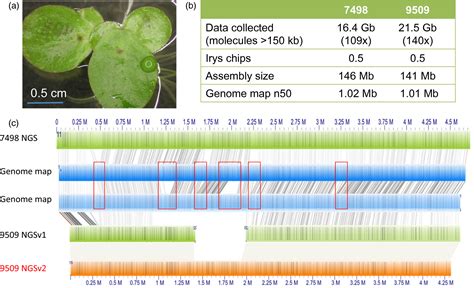 Comprehensive definition of genome features in Spirodela polyrhiza by high‐depth physical ...