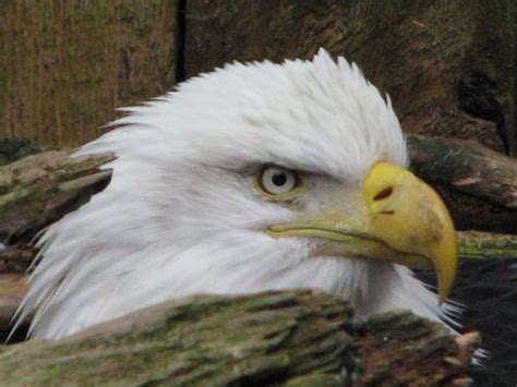 A nesting eagle. | Smithsonian Photo Contest | Smithsonian Magazine