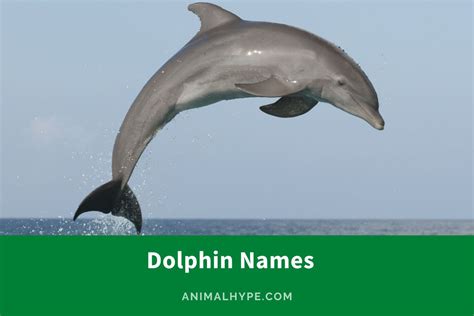 356 Splashy Dolphin Names for Your Aquatic Friend - Animal Hype