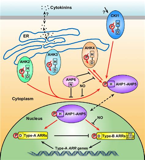 3 Core steps of the cytokinin signaling pathway. The cytokinin ...