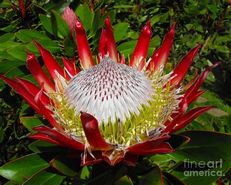 Red King Protea | ubicaciondepersonas.cdmx.gob.mx