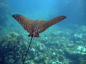 Spotted eagle ray Facts for Kids