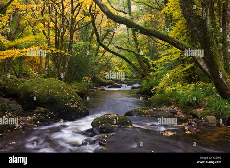 River Teign flowing through deciduous woodland, Dartmoor, Devon ...