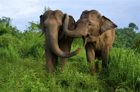 Asian Elephants Console Each Other When in Distress | Live Science