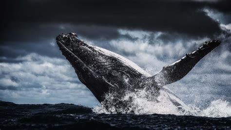 Whale, Breaching, Humpback Whale, 1080P, Animal HD Wallpaper