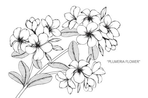 Premium Vector | Plumeria flower drawing illustration.