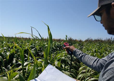 Water-saving alternative forage crops for Texas livestock