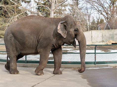 Lucy the Elephant | City of Edmonton