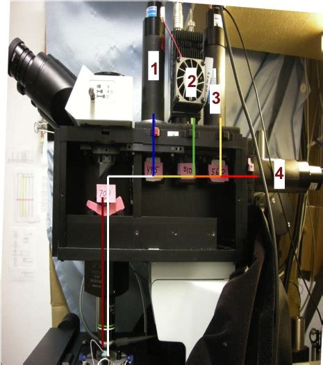 2-photon imaging | The Robey Lab