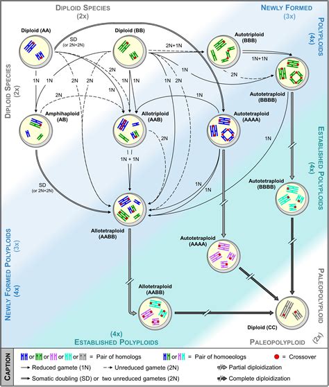 Frontiers | Speciation Success of Polyploid Plants Closely Relates to ...