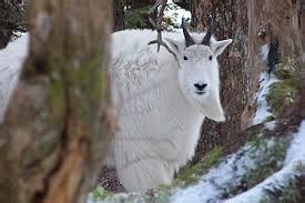 Adaptations - Mountain Goats