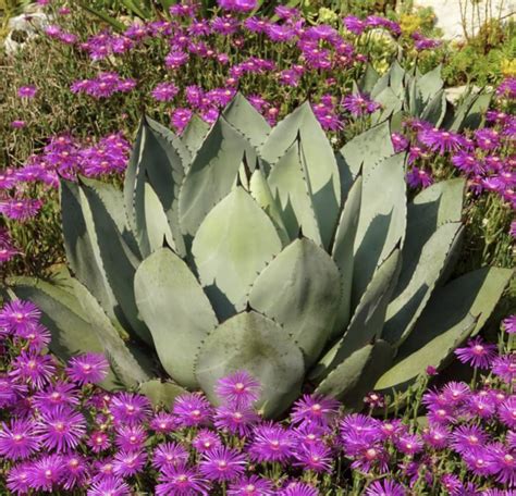 Agave Parryi Seeds - Cactus Kingdom