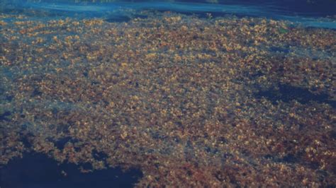 Giant seaweed farm in the middle of the ocean aims to be a global ...