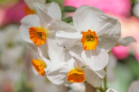 Daffodils: Plant Care & Growing Guide