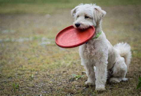 Top 5 Dog Breeds That Play Frisbee - PatchPuppy.com