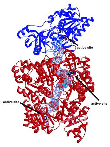 Carbamoyl-phosphate Synthetase - Journal of Biological Chemistry