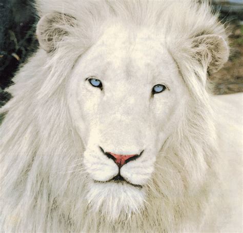 Stunning | Albino animals, Albino lion, Animals