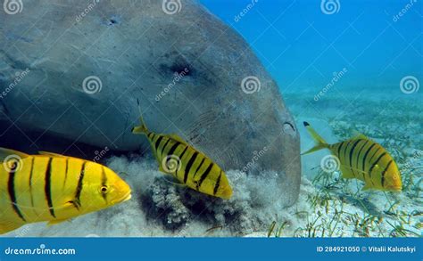 Dugong (dugong Dugon) or Seacow in the Red Sea. Stock Photo - Image of sand, wildlife: 284921050