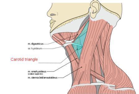 Carotid Sinus Syndrome – Causes, Symptoms, Diagnosis, Treatment and Ongoing care | Sinusitis