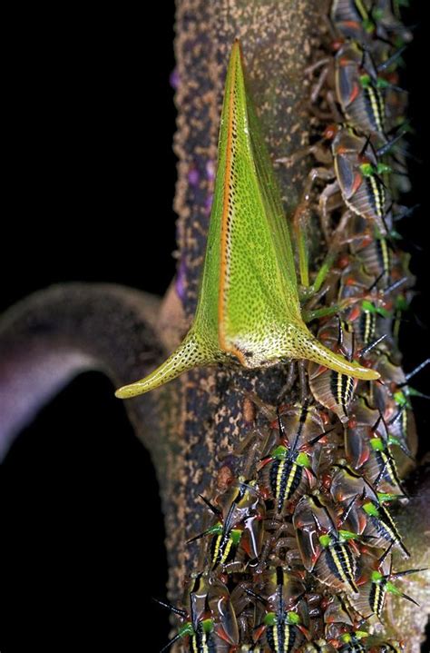 Treehopper And Nymphs Photograph by Patrick Landmann/science Photo ...