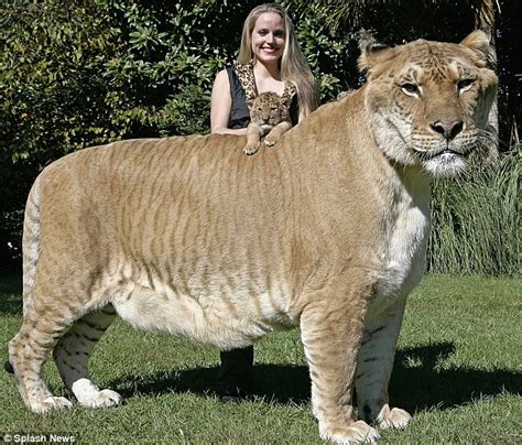 Half lion, half tiger - it's the baby liger... and his 64 stone brother | Daily Mail Online