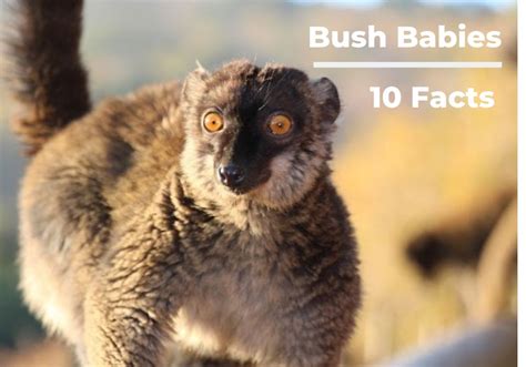 Bush Baby - Bushbabies The Southern Lesser Galago Africa Geographic ...