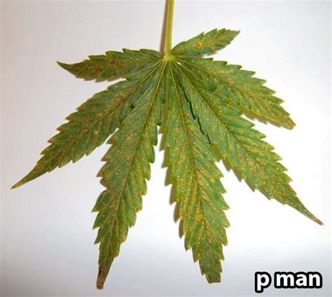 How to Fix a Calcium Deficiency on Cannabis Plants | Grow Weed Easy