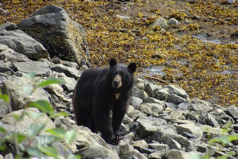 Ketchikan Wildlife | Wild Wolf Tours - Ketchikan, Alaska!