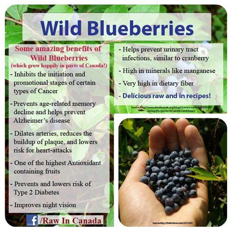 Benefits of wild blueberries! Healthy Food Options, Raw Food Recipes ...