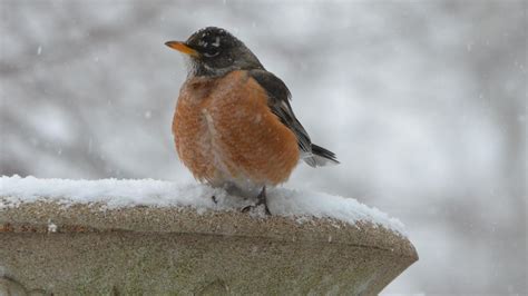 Why Are You Seeing Robins in Winter? - Cool Green Science