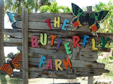 Aruba Butterfly Farm | Flamingo beach, Fun places to go, Aruba