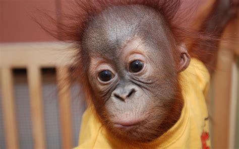 Orangutan baby 1 HD desktop wallpaper : Widescreen : High Definition : Fullscreen