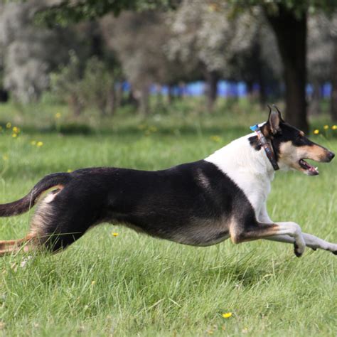 Collie Smooth Breed Guide - Learn about the Collie Smooth.